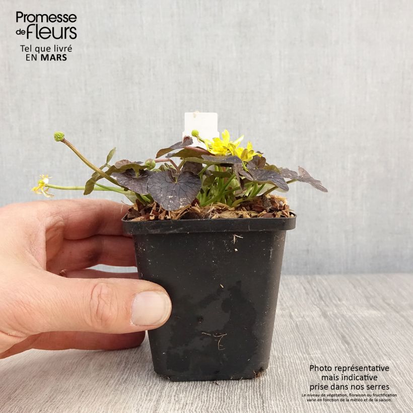 Ranunculus ficaria Brazen Hussy - Lesser Celandine 8/9 cm pot sample as delivered in spring