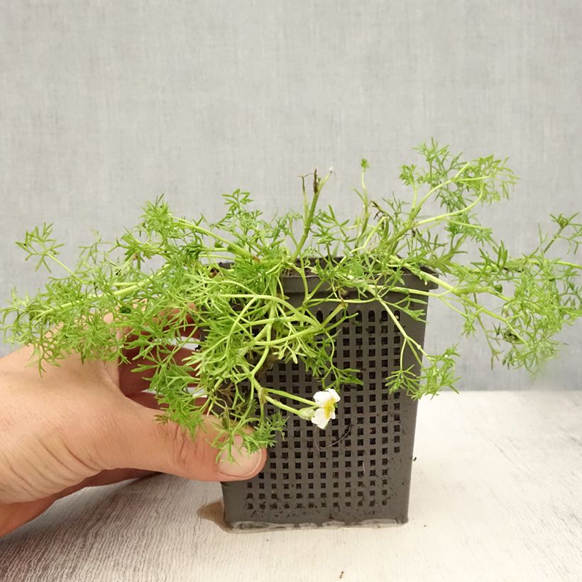 Ranunculus aquatilis - common water crowfoot 1L/1.5L pot sample as delivered in summer
