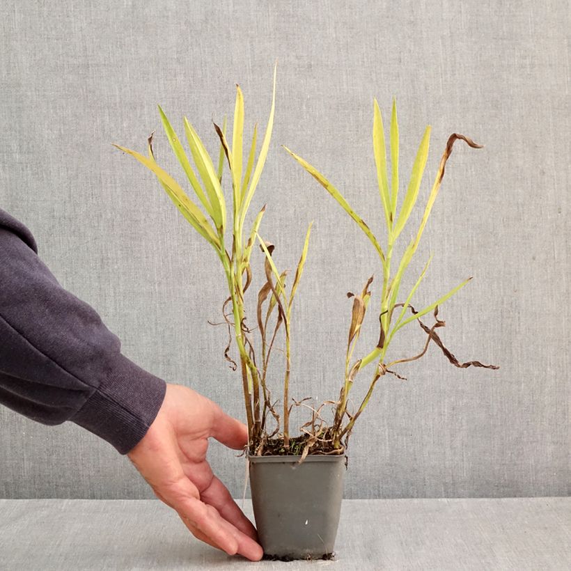 Ranunculus lingua - Greater Spearwort 8/9 cm pot sample as delivered in autumn