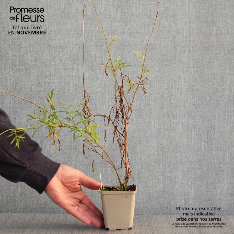 Ratibida columnifera Pulcherrima - Mexican Hat 8/9 cm pot sample as delivered in autumn