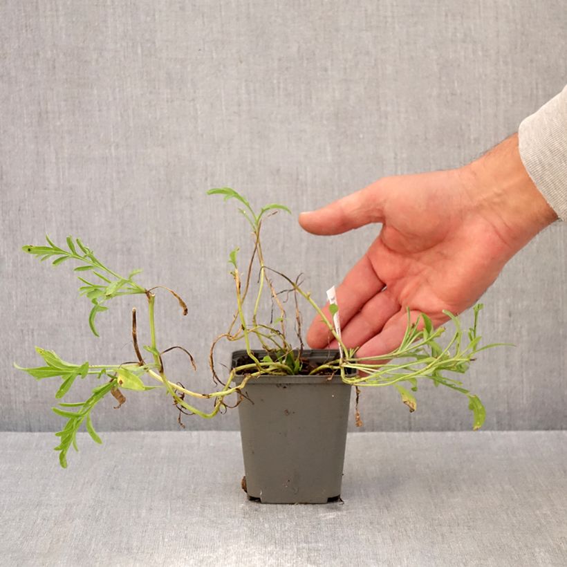 Ratibida columnifera Red Midget - Mexican Hat 8/9 cm pot sample as delivered in autumn
