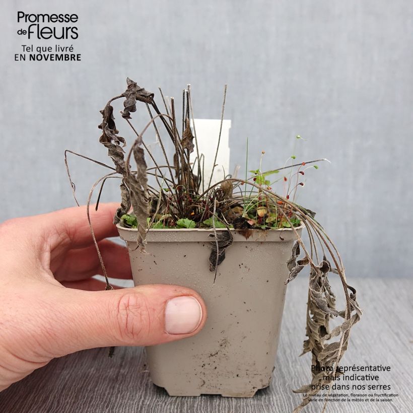 Ratibida pinnata - Yellow Coneflower 8/9 cm pot sample as delivered in autumn