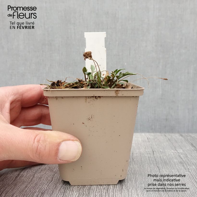 Ratibida pinnata - Yellow Coneflower 8/9 cm pot sample as delivered in winter