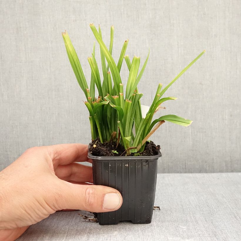 Reineckea carnea - Chinese Lucky Grass 8/9 cm pot sample as delivered in autumn