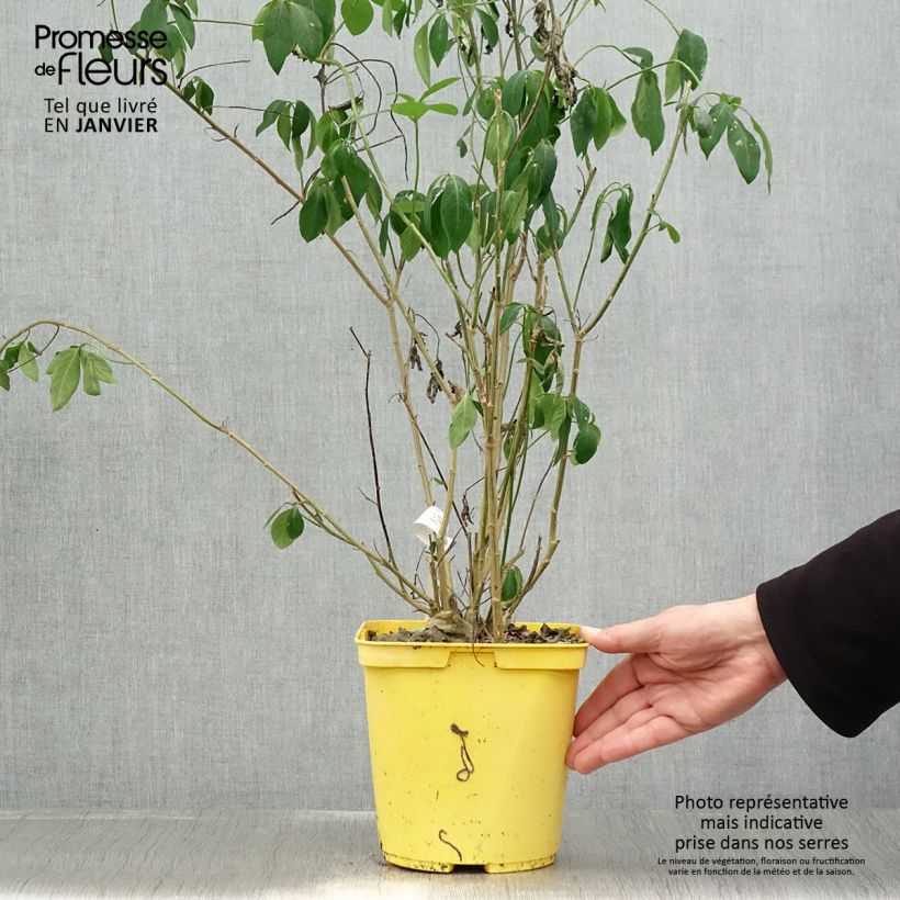 Reinwardtia indica - Yellow Flax 4L/5L pot sample as delivered in winter