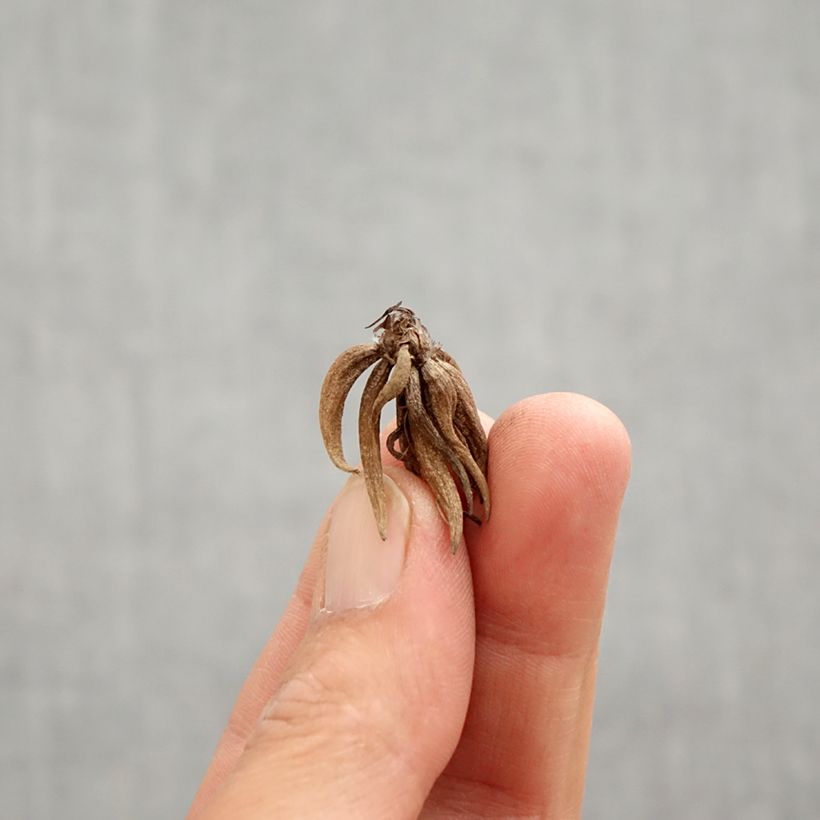 Ranunculus asiaticus White Pink Bicolor - Persian Buttercup Bulb size 6+ sample as delivered in spring