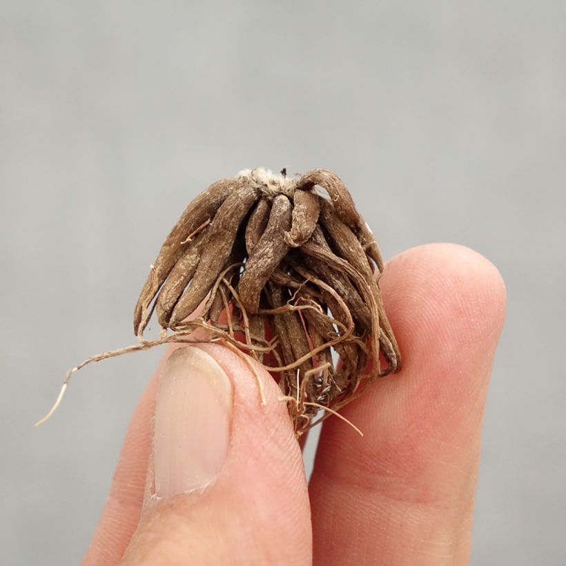 Ranunculus asiaticus Red - Persian Buttercup Bulb size 8+ sample as delivered in spring