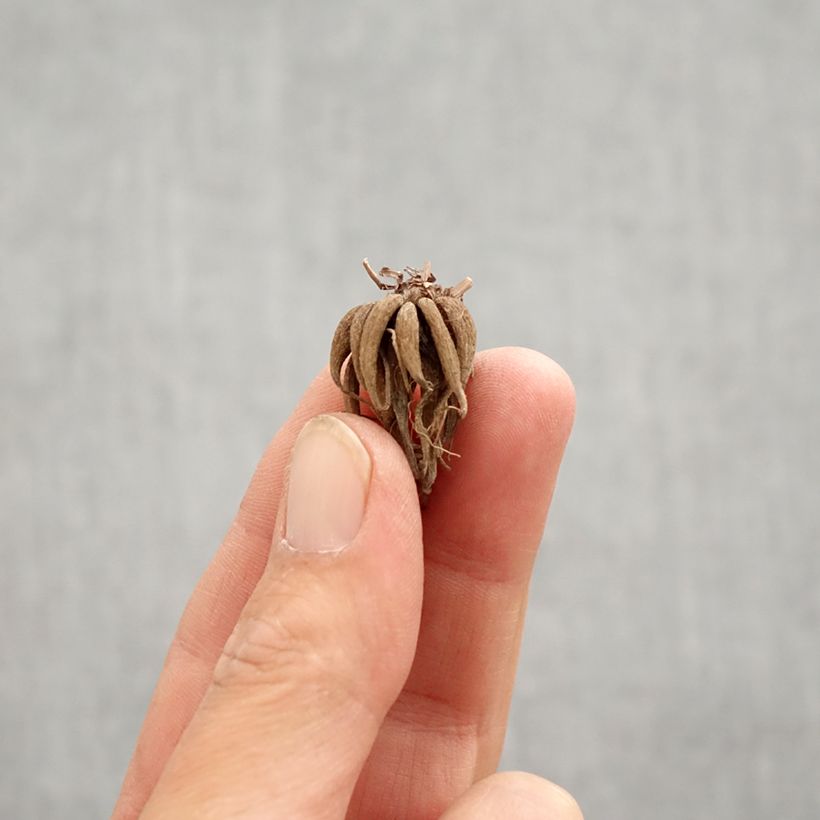 Ranunculus asiaticus Picotée Café au lait - Persian Buttercup Bulb size 6+ sample as delivered in spring