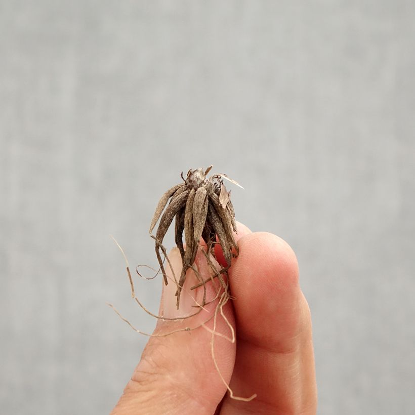 Ranunculus repens Multiplex - Creeping Buttercup Bulb sample as delivered in spring