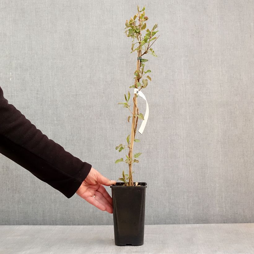 Fallopia aubertii 1.5L/2L pot sample as delivered in spring