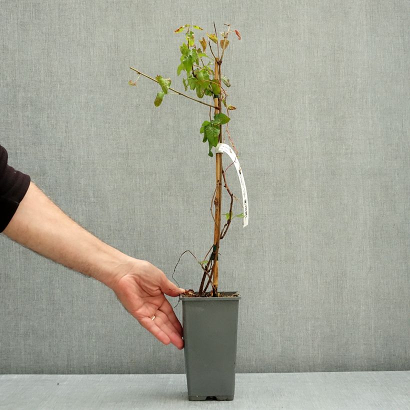 Fallopia aubertii Summer Sunshine 1.5L/2L pot sample as delivered in autumn