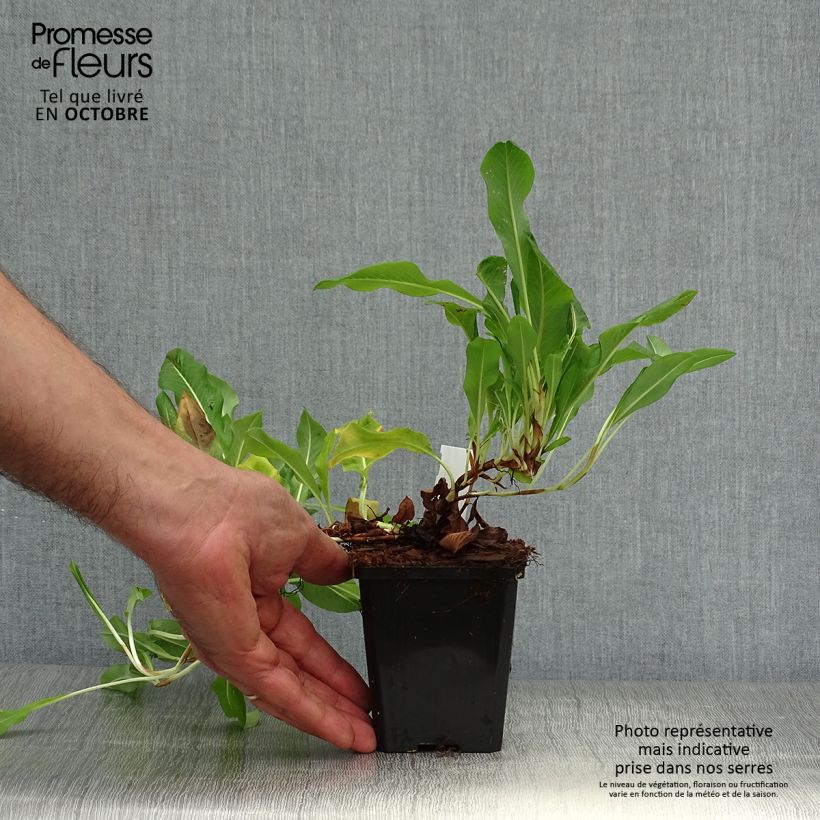Persicaria affinis Darjeeling Red 8/9 cm pot sample as delivered in autumn