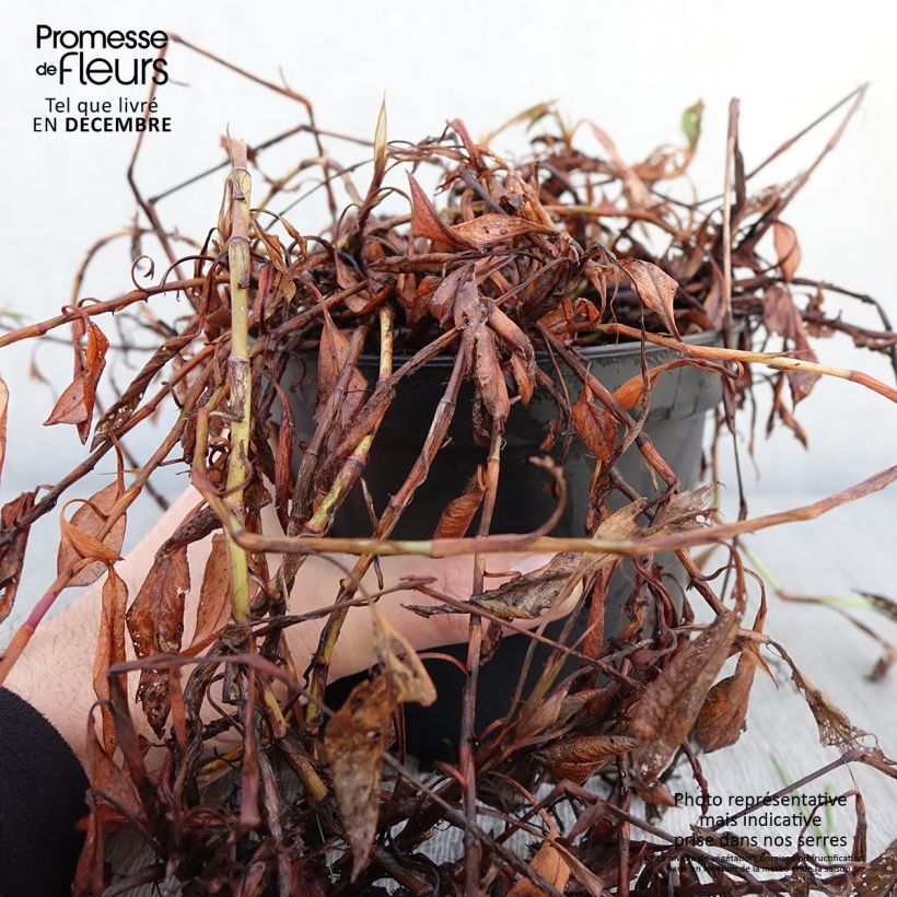 Persicaria affinis Donald Lowndes 2L/3L pot sample as delivered in autumn