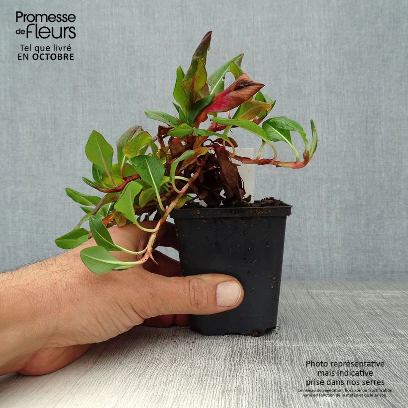 Persicaria affinis Donald Lowndes 8/9 cm pot sample as delivered in autumn