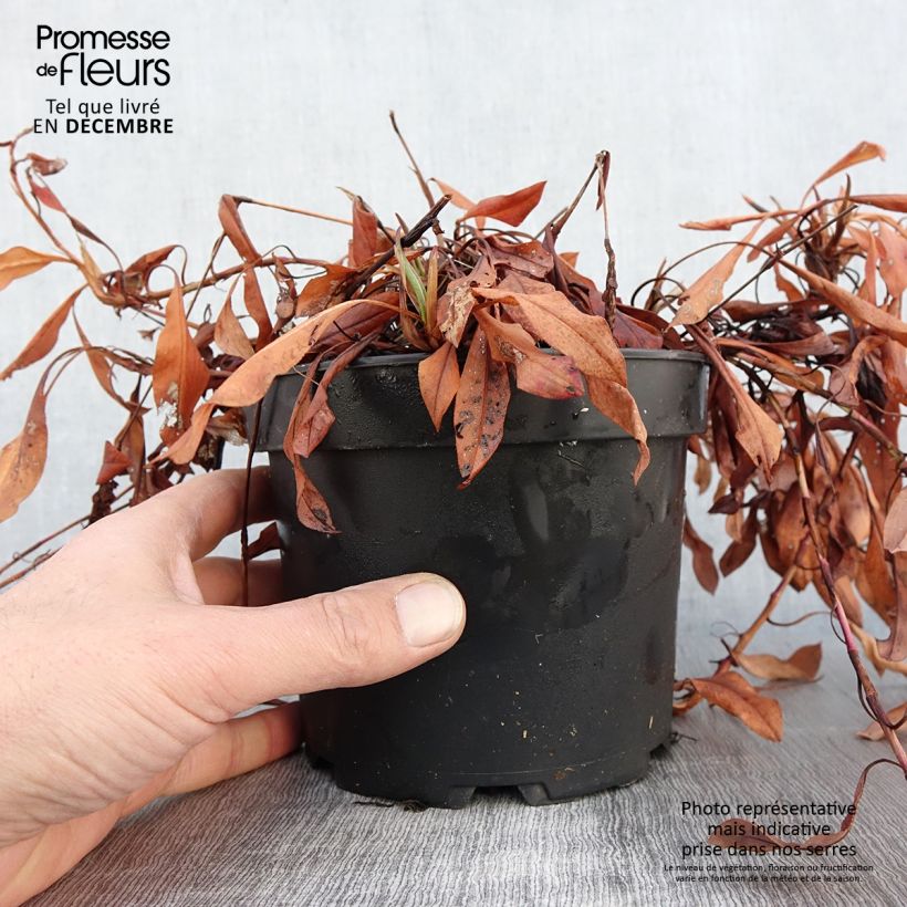Persicaria affinis Kabouter 2L/3L pot sample as delivered in autumn