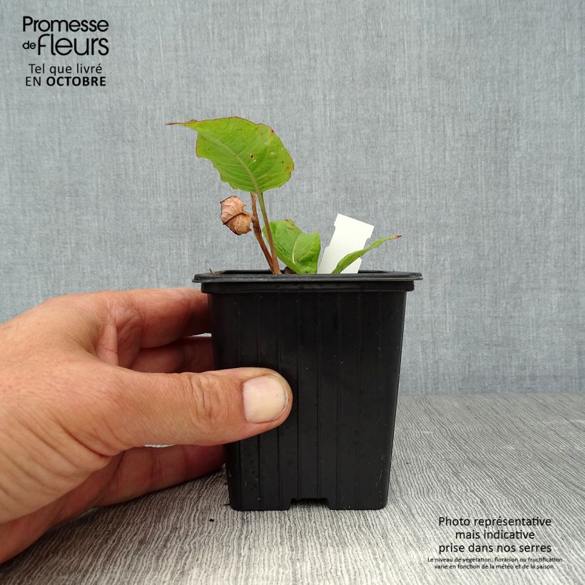 Persicaria amplexicaulis Alba - Mountain Fleece 8/9 cm pot sample as delivered in autumn