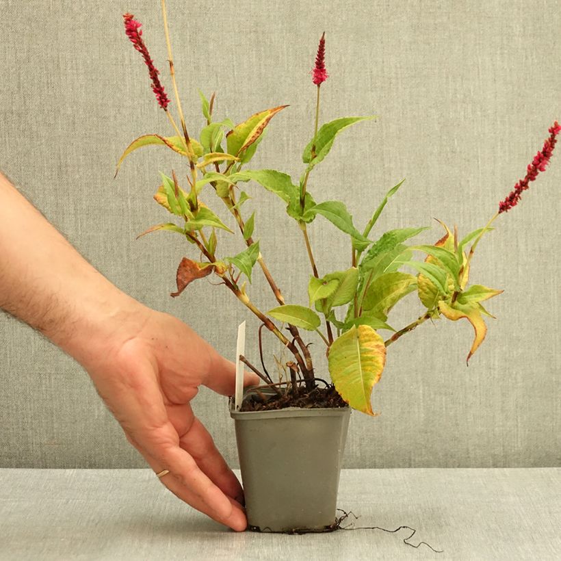 Persicaria amplexicaulis Amethyst Summer 8/9 cm pot sample as delivered in summer
