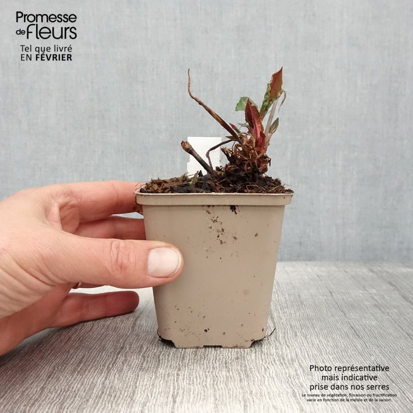 Persicaria amplexicaulis Black Dreams - Mountain Fleece 8/9 cm pot sample as delivered in winter