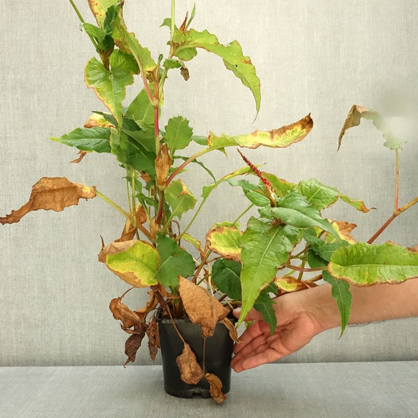 Persicaria amplexicaulis Bloody Mary - Mountain Fleece 2L/3L pot sample as delivered in autumn