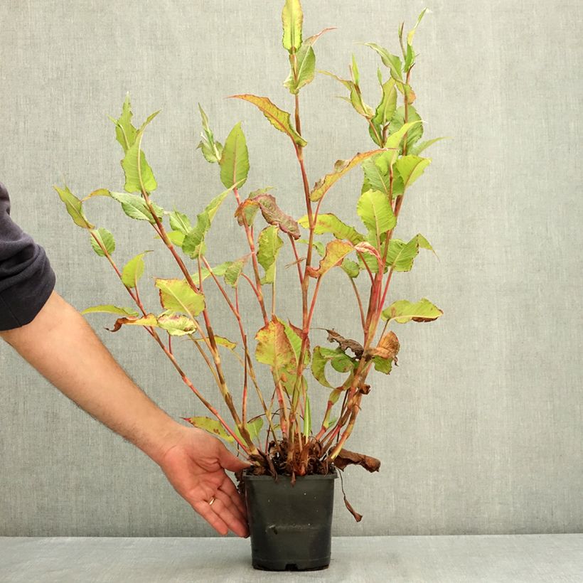 Persicaria amplexicaulis Bloody Mary - Mountain Fleece 2L/3L pot sample as delivered in summer