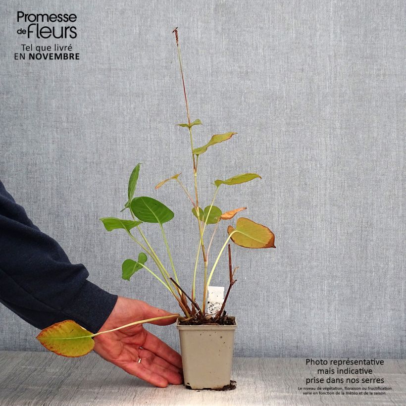 Persicaria amplexicaulis Dikke Floskes - Mountain Fleece 8/9 cm pot sample as delivered in autumn