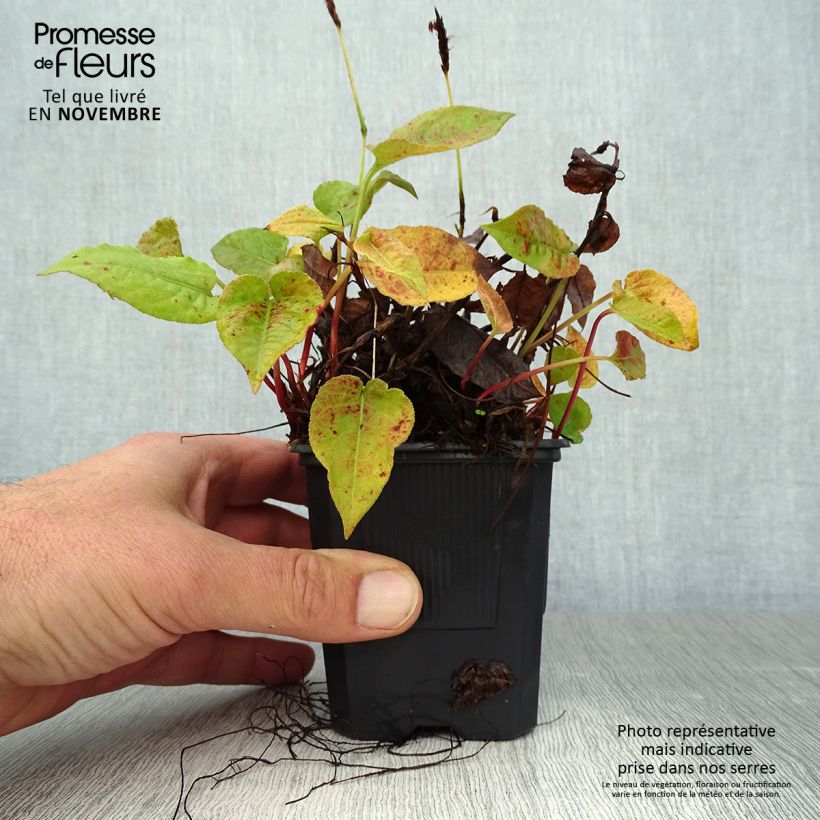 Persicaria amplexicaulis Golden Arrow - Mountain Fleece 8/9 cm pot sample as delivered in autumn