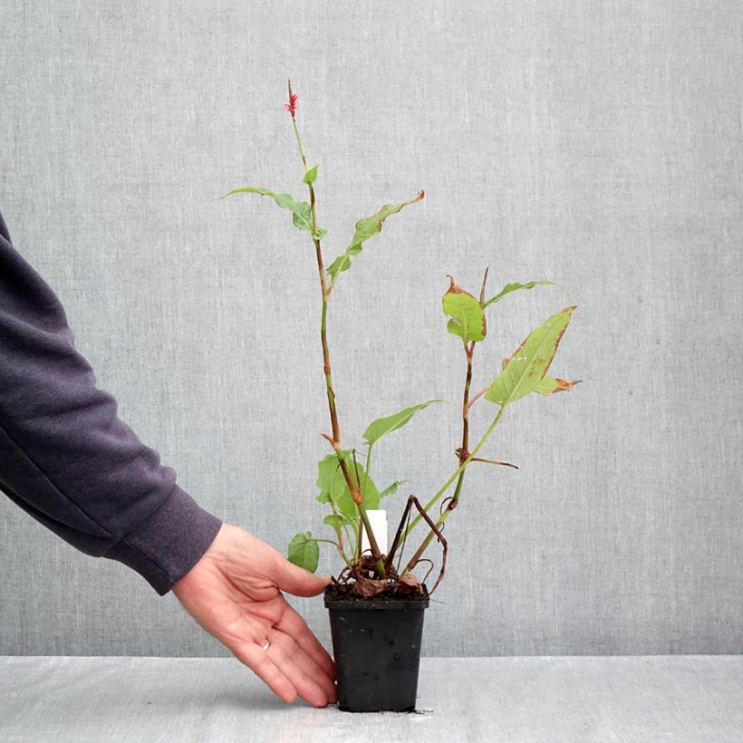 Persicaria amplexicaulis High Society - Mountain Fleece 8/9 cm pot sample as delivered in autumn