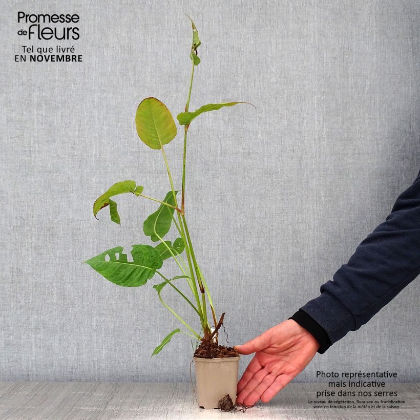 Persicaria amplexicaulis Jo and Guidos Form - Mountain Fleece 8/9 cm pot sample as delivered in autumn