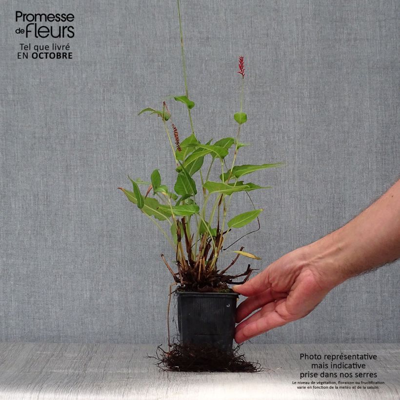 Persicaria amplexicaulis Orange Field - Mountain Fleece 7/8 cm pot sample as delivered in autumn