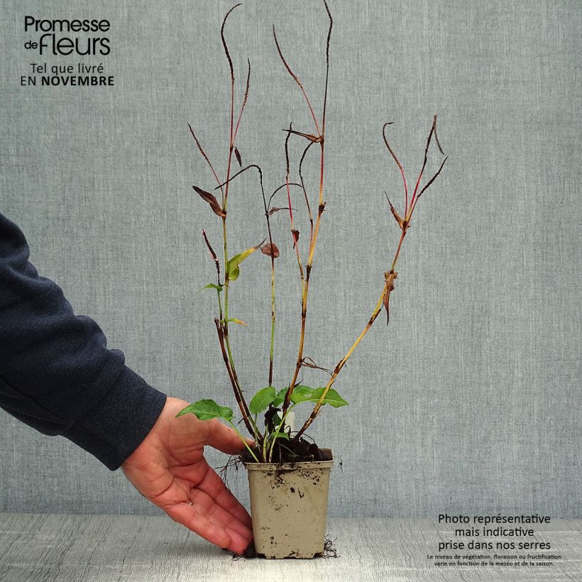 Persicaria amplexicaulis Pink Elephant - Mountain Fleece 8/9 cm pot sample as delivered in autumn