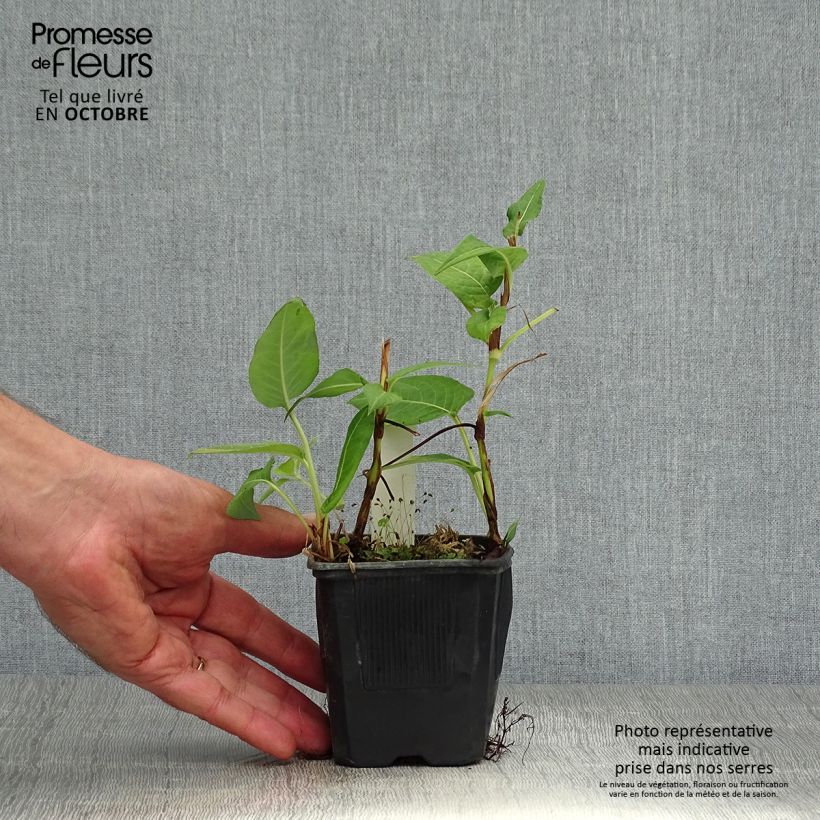 Persicaria amplexicaulis Rosea - Mountain Fleece 8/9 cm pot sample as delivered in autumn