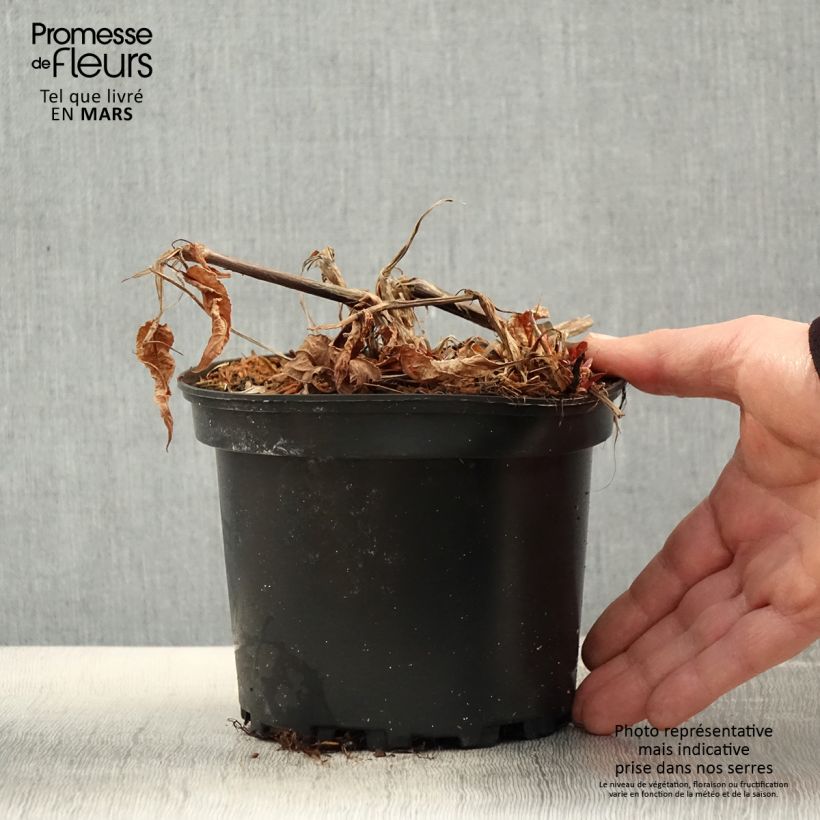 Persicaria amplexicaulis Rosea - Mountain Fleece 2L/3L pot sample as delivered in spring