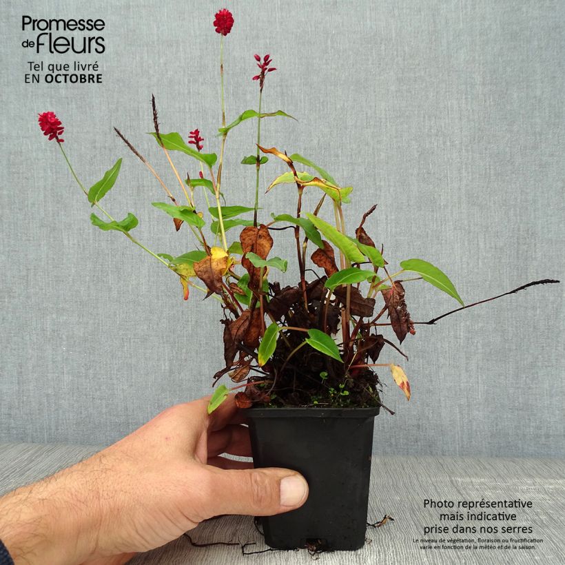 Persicaria amplexicaulis Taurus - Mountain Fleece 8/9 cm pot sample as delivered in autumn