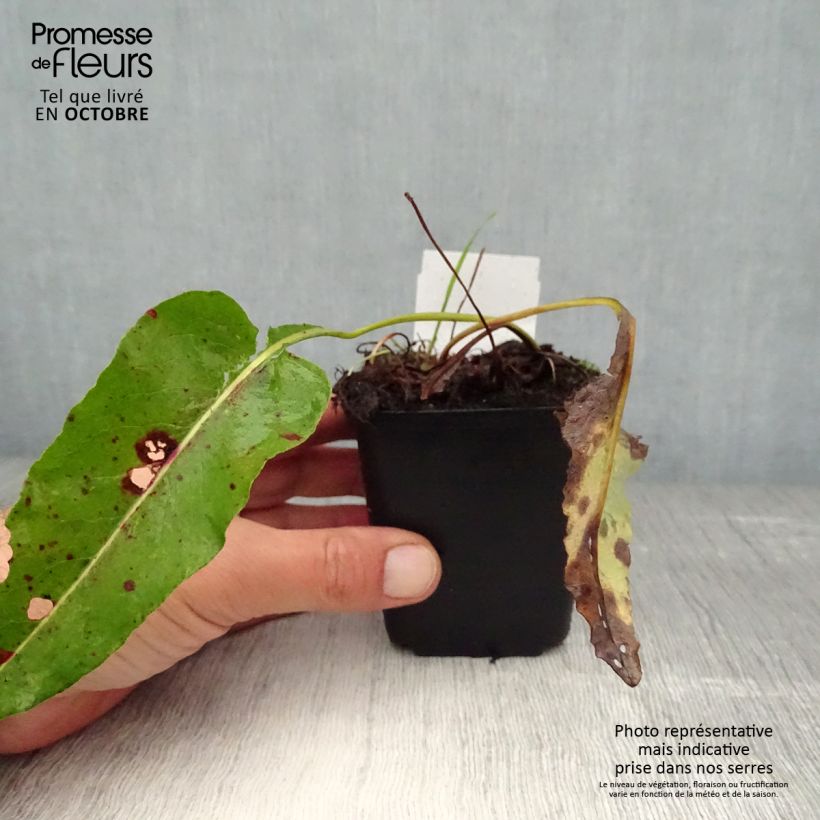 Persicaria bistorta Superba - Bistort 8/9 cm pot sample as delivered in autumn