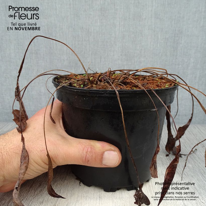 Persicaria bistorta Superba - Bistort 2L/3L pot sample as delivered in autumn