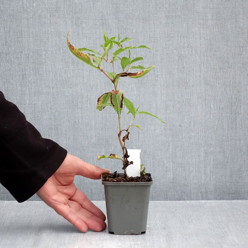 Persicaria dshawachischwilii 8/9 cm pot sample as delivered in autumn