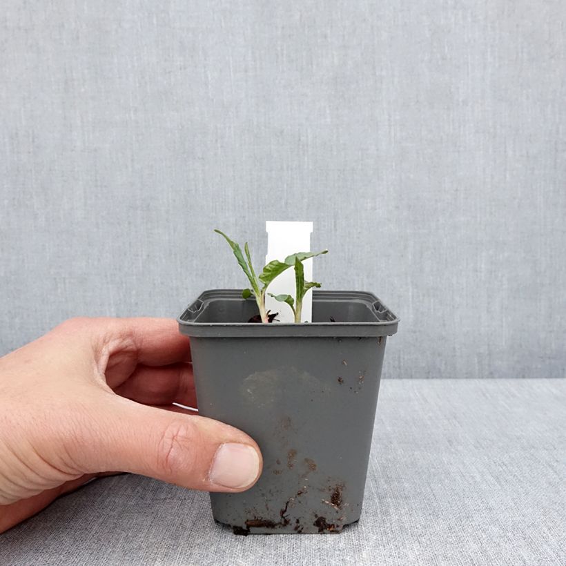 Persicaria dshawachischwilii 8/9 cm pot sample as delivered in spring