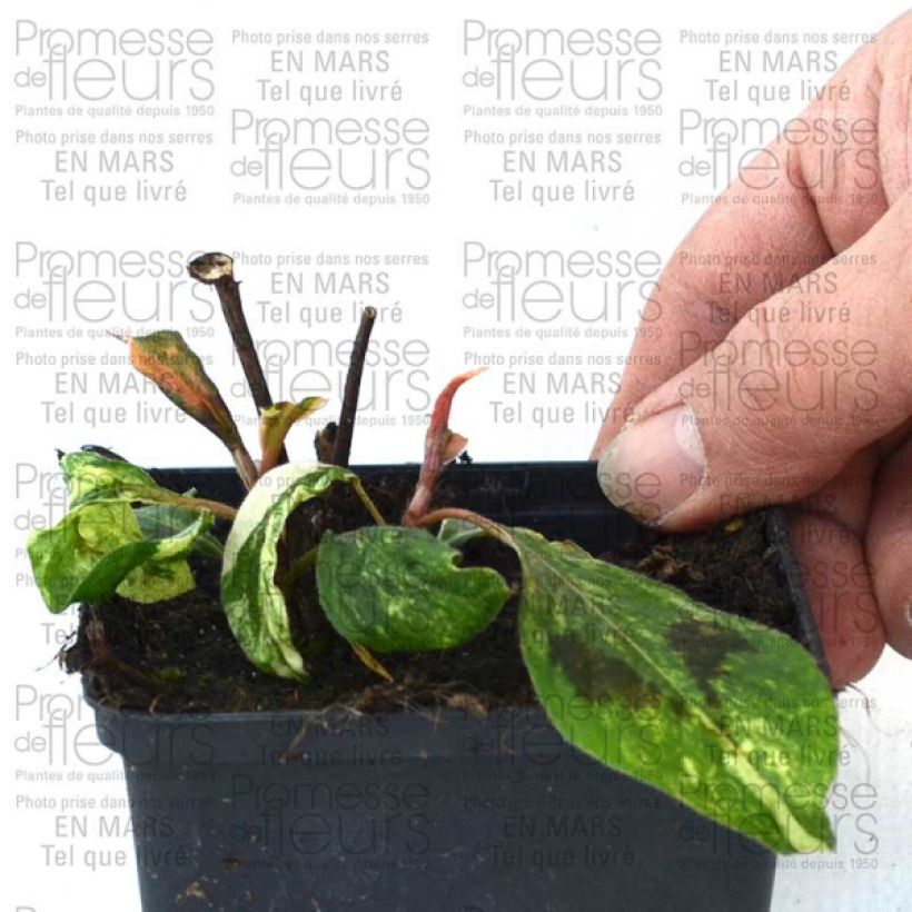 Example of Persicaria virginiana var. filiformis Comptons Red - Virginia Knotweed 8/9 cm pot specimen as delivered