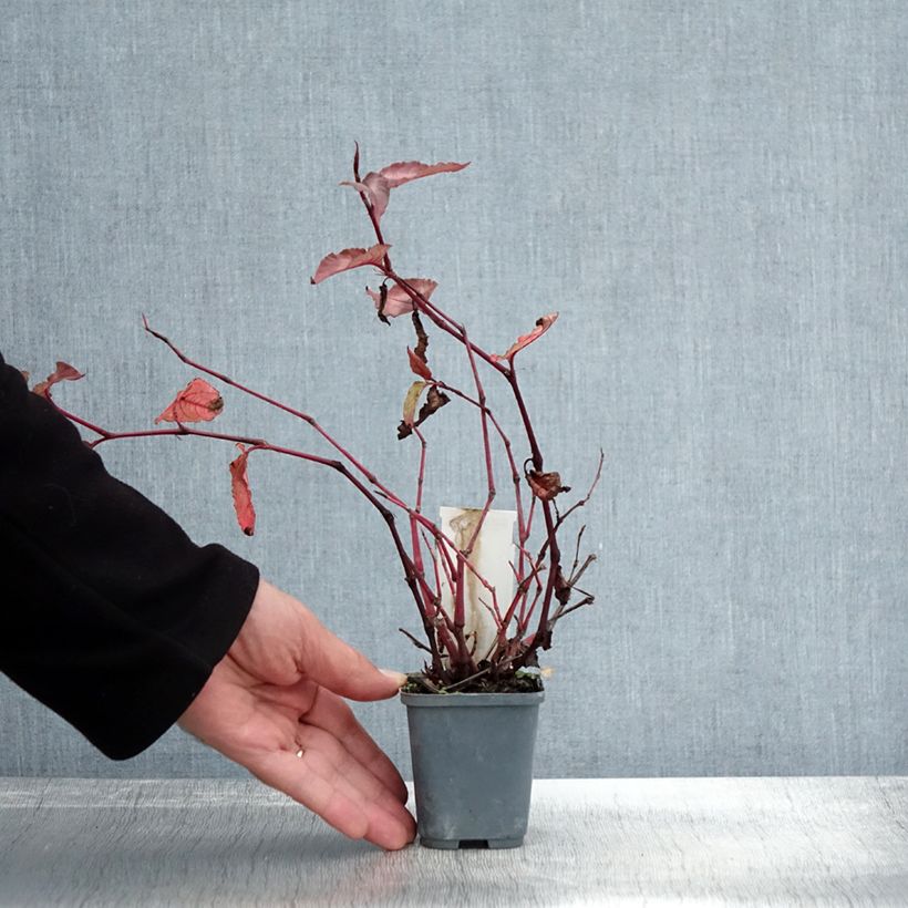 Persicaria microcephala Red Dragon - Knotweed 8/9 cm pot sample as delivered in autumn