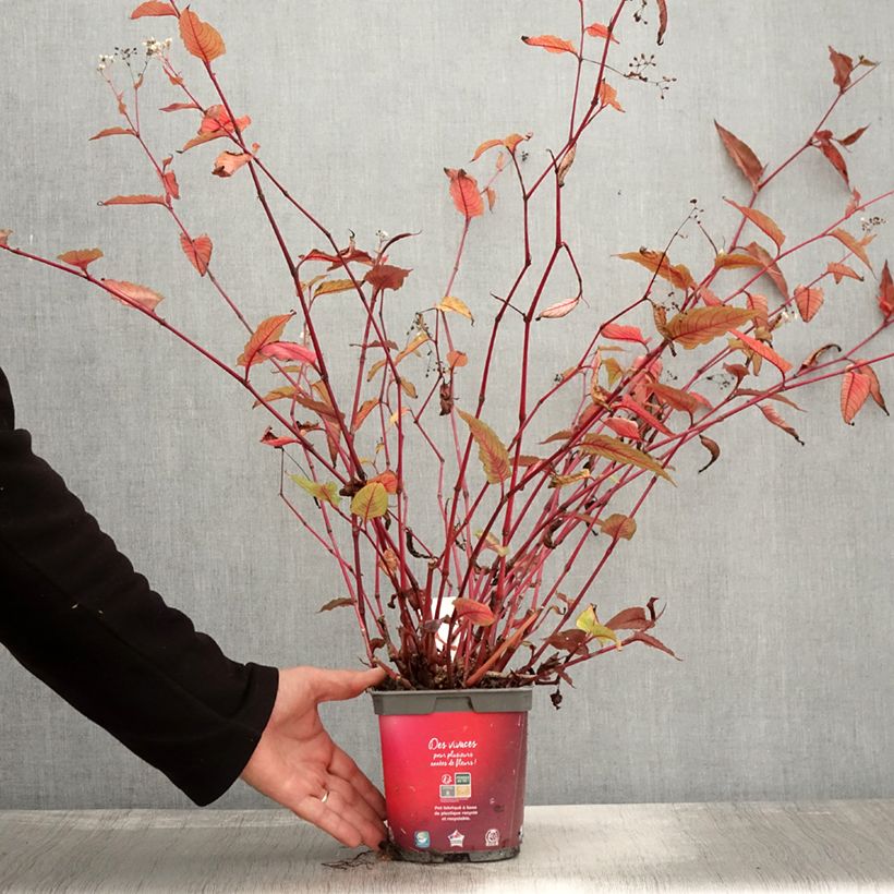 Persicaria microcephala Red Dragon - Knotweed 1.5L/2L pot sample as delivered in autumn