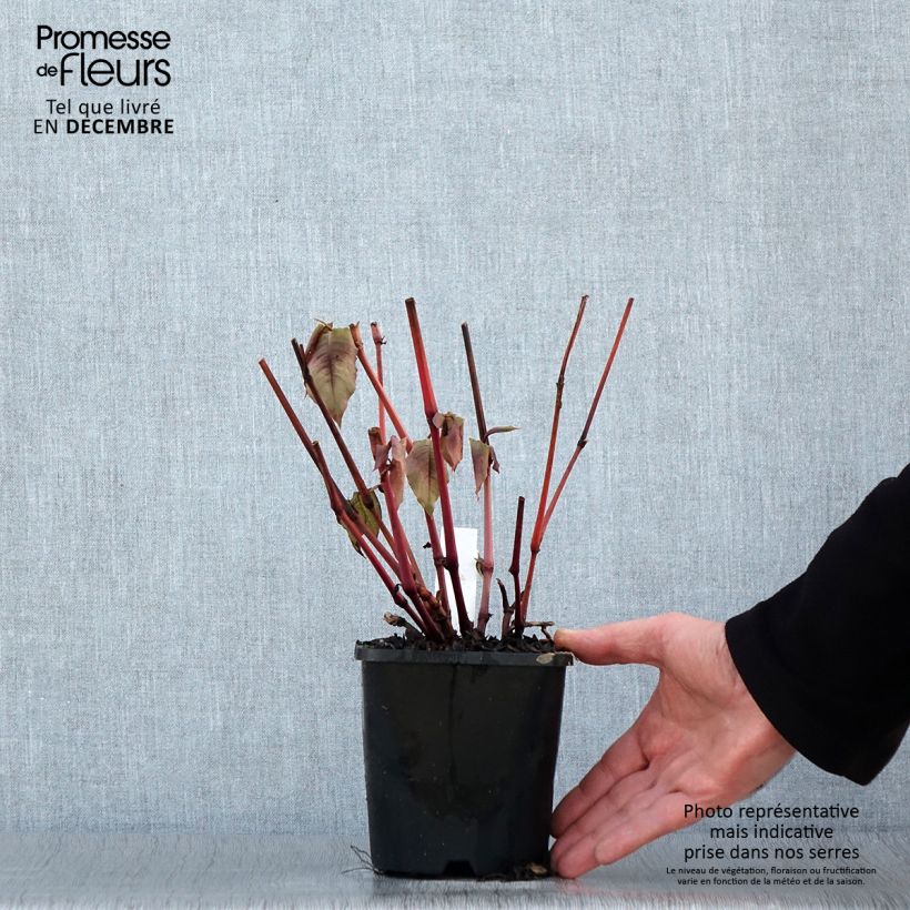 Persicaria microcephala Red Dragon - Knotweed 1.5L/2L pot sample as delivered in winter