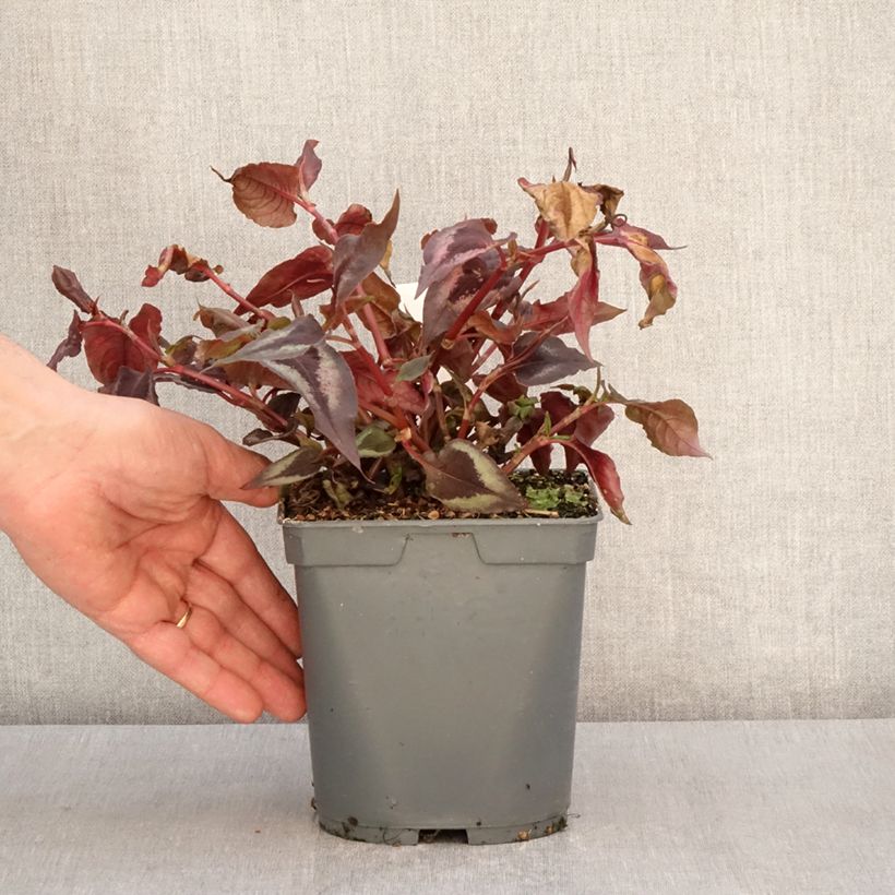 Persicaria microcephala Red Dragon - Knotweed 1.5L/2L pot sample as delivered in spring