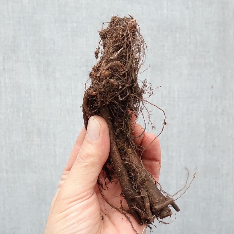 Persicaria polymorpha - Knotweed Bare root sample as delivered in winter