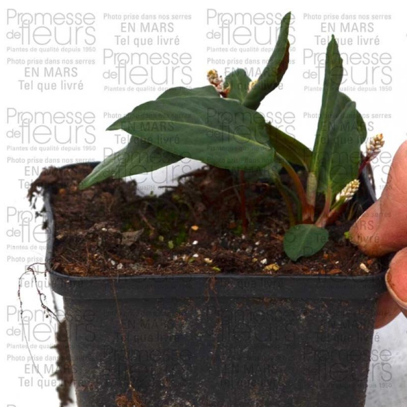 Example of Persicaria tenuicaulis - Slender Bistort 8/9 cm pot specimen as delivered