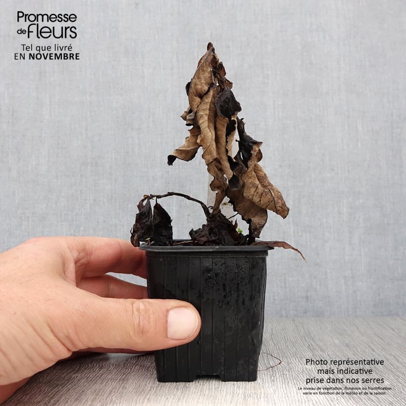 Persicaria weyrichii - Knotweed 8/9 cm pot sample as delivered in autumn