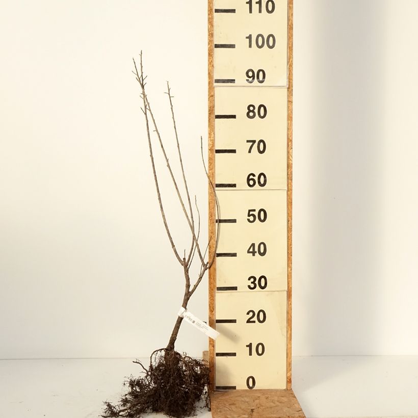 Rhamnus (Frangula) frangula (alnus)  Bare root sample as delivered in winter