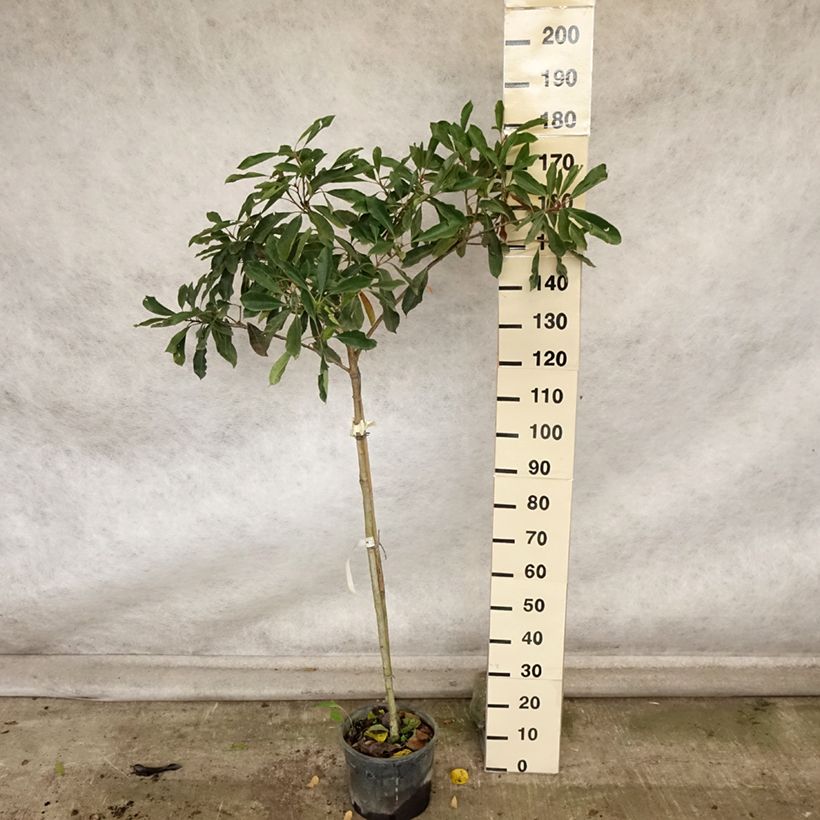 Rhaphiobotrya Coppertone - néflier hybride Pot de 10L tige sample as delivered in autumn