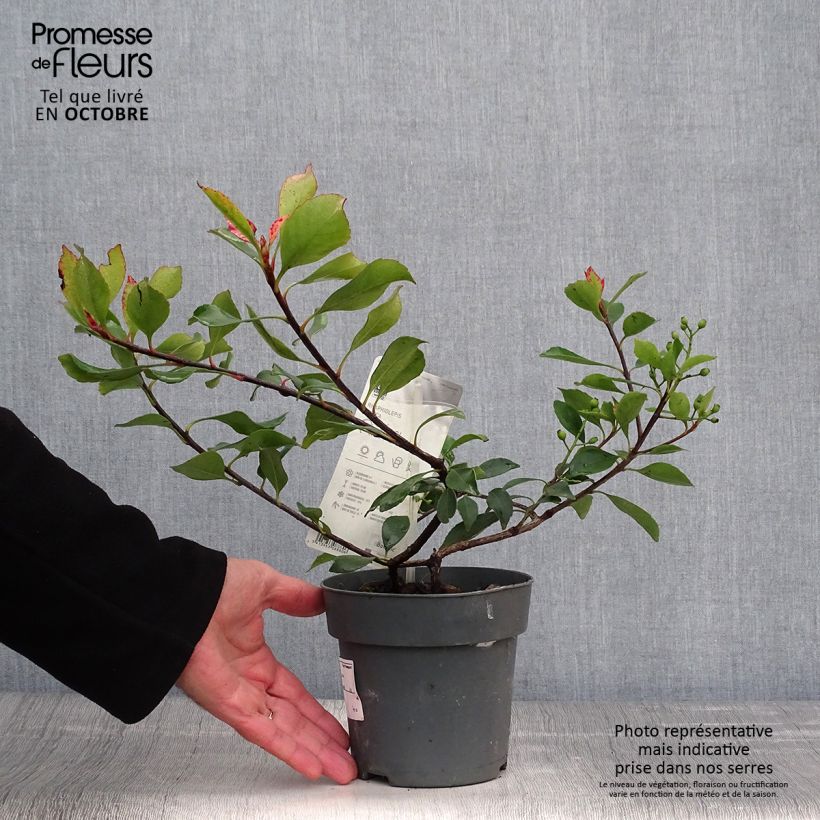 Rhaphiolepis indica Pink Cloud 1.5L/2L pot sample as delivered in autumn
