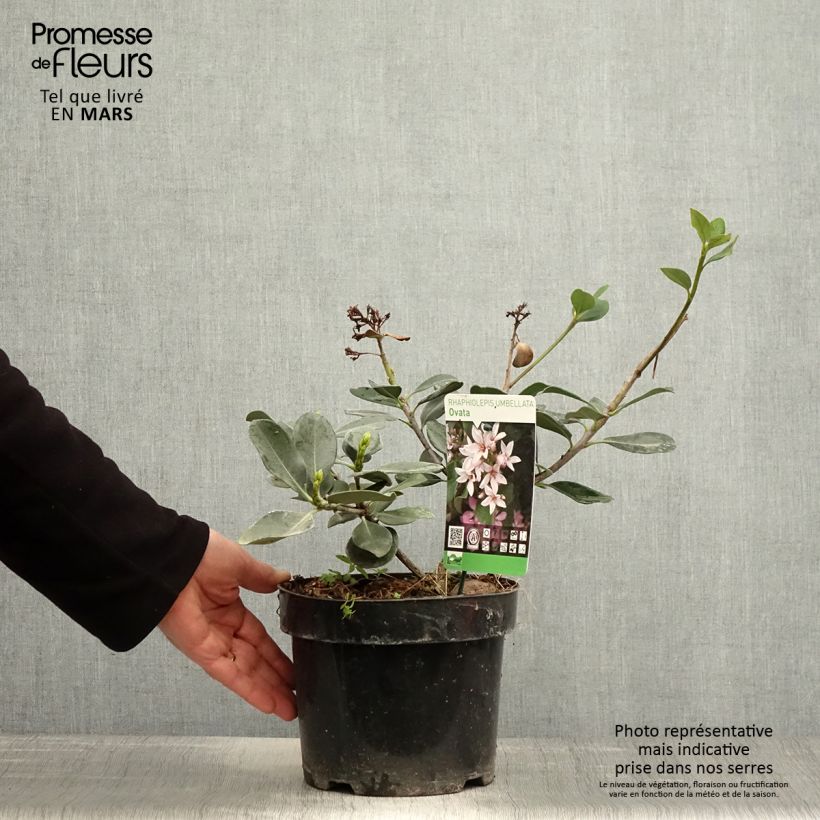 Rhaphiolepis umbellata (japonica)  3L/4L pot sample as delivered in spring