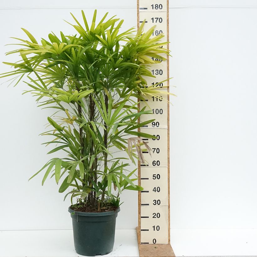 Rhapis excelsa - Broadleaf Lady Palm 20L/25L pot sample as delivered in autumn